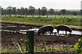 A cooling drink: pigs in the mire opposite Beacon Farm in YO43 4EB