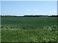 Crop field off Cambridge Road in PE19 6GL