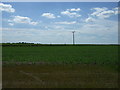 Crop field off the A428 in PE19 0BB