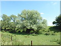 Willows under the river bank in PE6 7PQ