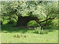 Trunk of willow tree in PE6 7PQ