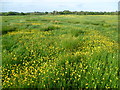 Buttercup filled meadow on the Wealdway in BN26 6TG