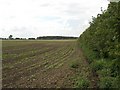 North west across young sugar beet  alongside Choseley Road in PE31 8LZ
