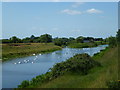 Swans on the Welland in PE6 7PQ