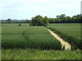 Footpath through fields near Wyatt's Green in CM15 0QD