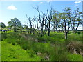 Drowned forest of dead trees near Scorton in PR3 1BA