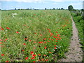 Poppies alongside the path to Ham Marshes in ME13 7FR