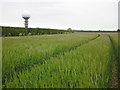 Wheat field on Normanby Top in LN7 6SS