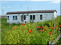 Poppies and old railway carriage in TN31 7TL