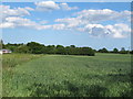 Wheat field boundary near Upper Beakley Farm, Halstead in CO9 1QH