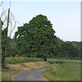 Tree on Elms Hall Road, Colne Engaine in CO6 2ER