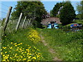 Buttercups along the towpath in Cherwell District