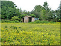 Small building in buttercup-ridden pasture in WD25 8HE