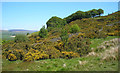 Gorse and trees above Jenny Gill in BD23 2LQ