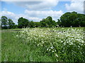 Scene along a footpath near Cudham Grange in TN16 2JA