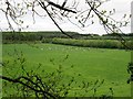 Fields and forest and a herd of cattle in YO18 8QG
