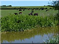 Herd of cows next to the Oxford Canal in OX5 3HZ