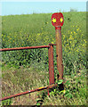 Footpath marker by oilseed rape crop field in Horham