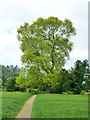 Impressive tree by River Colne in WD25 8BX