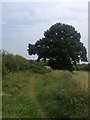 Path with excellent Oak tree in CB23 2TQ