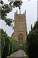 Martock church tower and tree avenue in TA12 6EE