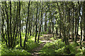 Path, Lendrick Muir woodland in KY13 0UG