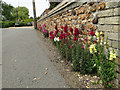 Wallflowers along a wall in PE33 9AE