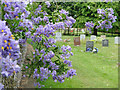 Flowers over the churchyard wall in PE33 9QN