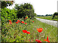 Poppies at the roadside in IP26 5NQ