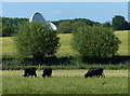 Farmland and cattle next to the Oxford Canal in OX5 3BQ