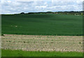 Crop field near Seaton in SR7 0DE