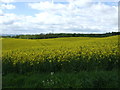 Oilseed rape crop, Warden Law in SR3 2PR
