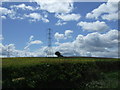 Crop field and pylons, The Moors in SR3 2PT