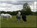 Horses on the Chiltern Way in HP3 0FU