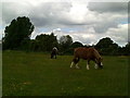 Grazing horses, Chiltern Way in HP3 0FU