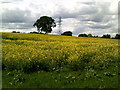 Field of yellow flowers off the Chiltern Way in HP3 0FU