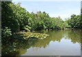 Lake in Whitewebbs Park in EN2 9JN