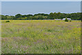 Flower rich pasture, Redlake in RG40 3BS
