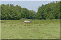 Cattle feeder, Watley's Copse in RG40 3BS