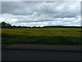Oilseed rape crop off the A1052 in DH4 6EA