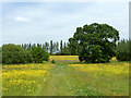 Footpath through buttercups in WD6 3PU
