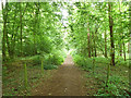 Woodland path in WD7 7HB