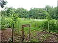 Woodhall Spinney, planted December 2013 in WD7 9AH