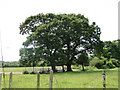 Two English oaks and a cattle corral in PE30 3QA