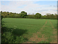 Field near Comberton in Comberton