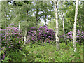 Rhododendrons in Fowlers Plantation in PE31 6YZ