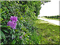 Rhododendron flowers in Old Bottom in PE31 6UE