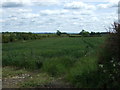 Crop field east of Clay Lane in Toft Newton