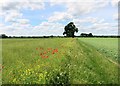 A Few Poppies in OX39 4ST