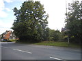 Tree on Hollow Lane, Shinfield in RG2 9UW